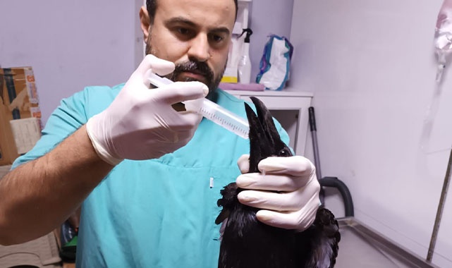 Kuzgun Kuşu