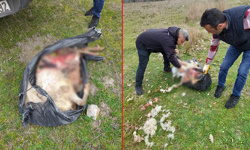 Tms’den Eşsiz ve Seçkin 5 Yıldızlı Eğitim Tatili Çerkezköy’de başıboş köpek dehşeti