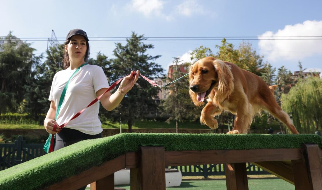 ÜMKEM, Köpeklerin Sosyalleşmesine Katkı SağlıyorHaberin BaşlıklarıÜMKEM, Köpeklerin Sosyalleşmesine Katkı SağlıyorÜMKEM’den