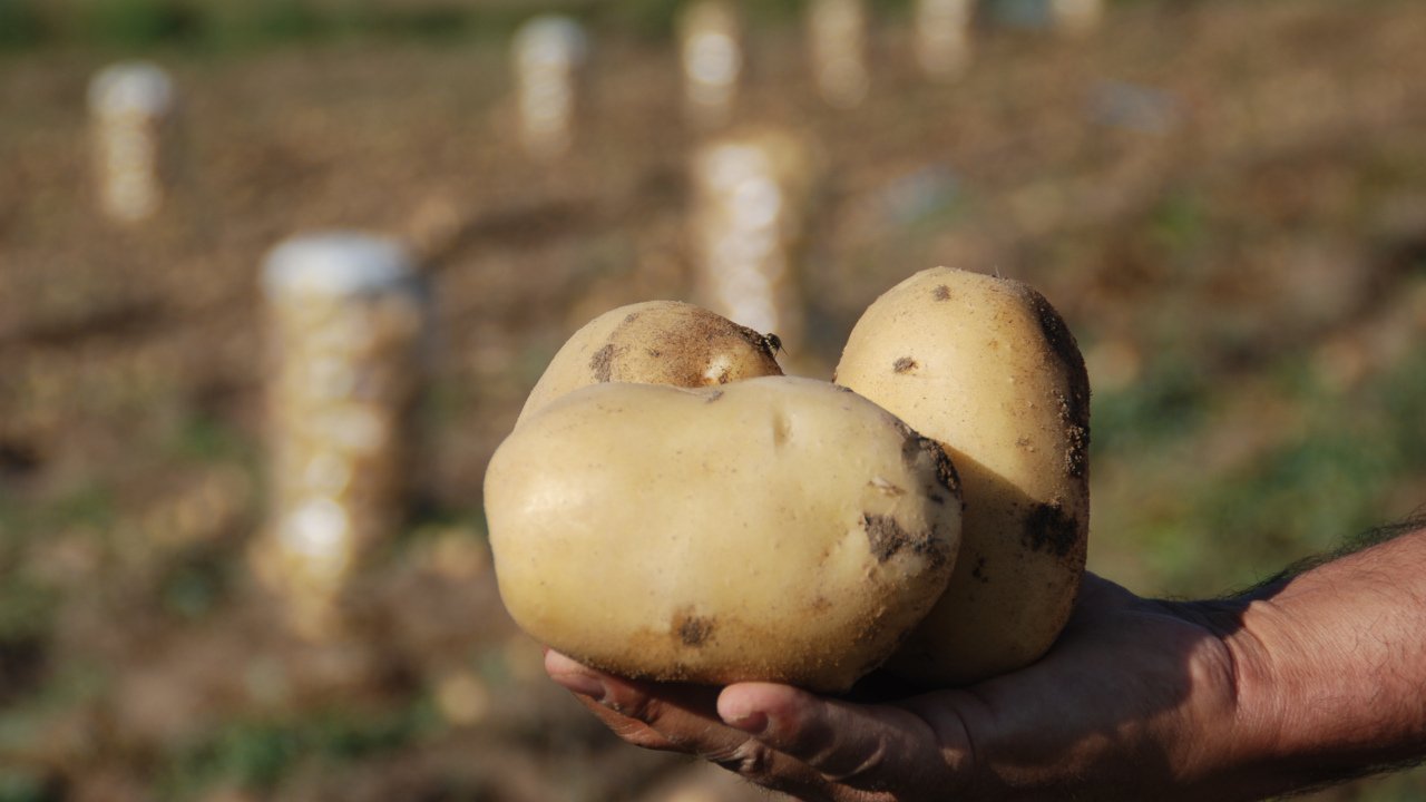 Patates Üreticileri Zor Durumda: Fiyatlar Maliyetin Altında Patates Fiyatları Düşüyor: