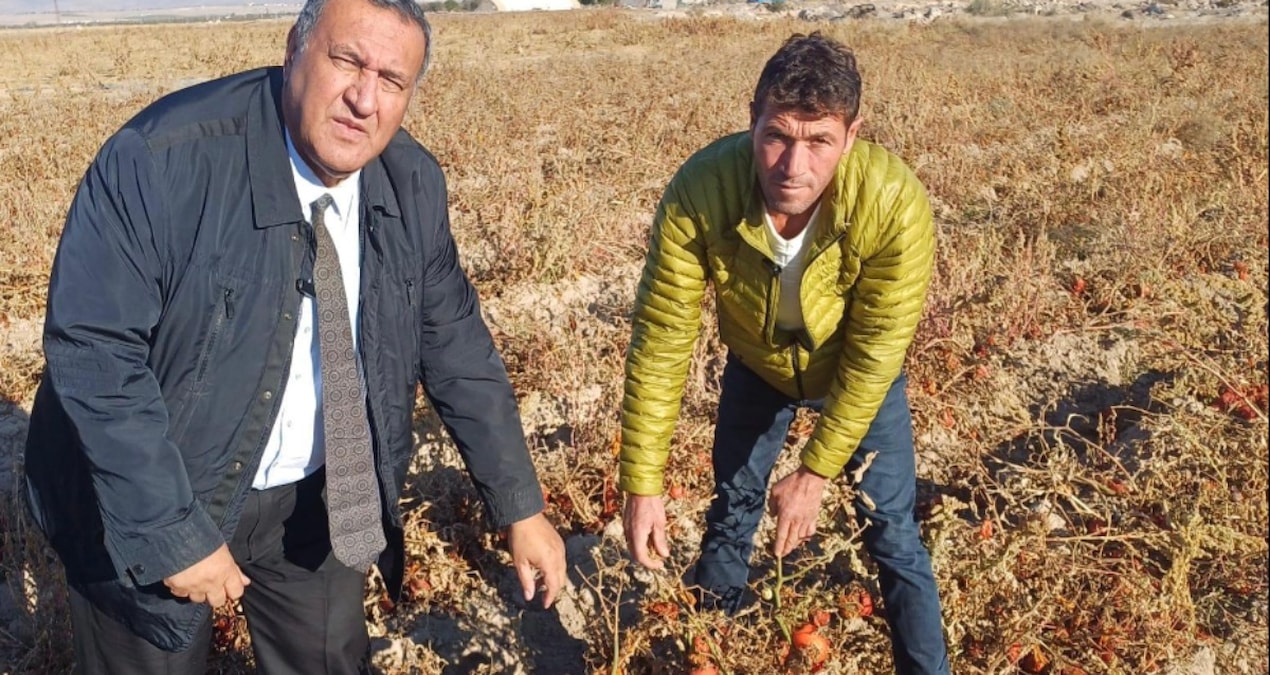 Boz Toprak Kirmiziya Caldi Domates Tarlada Kaldi