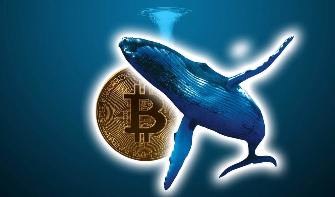 bitcoin Balinaları Piyasada Büyük Alımlar Yapıyor Son raporlara göre, son