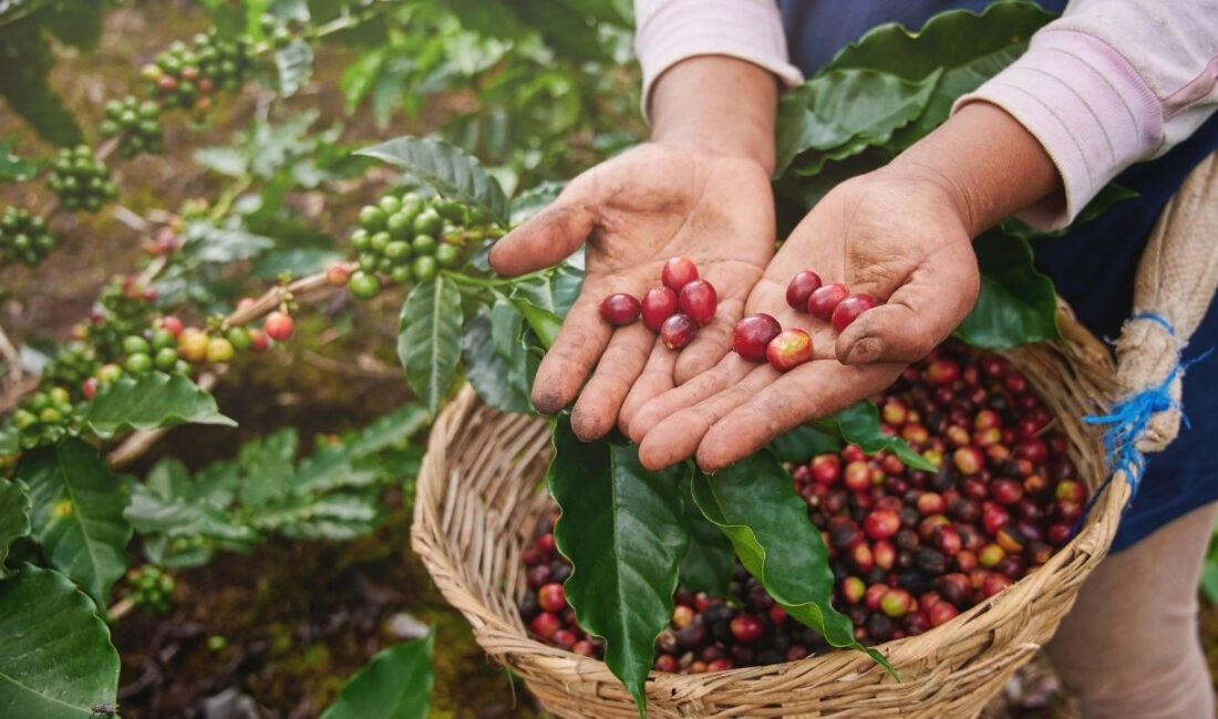 Starbucks Yeni Kahve Çiftlikleri ile İklim Değişikliğiyle Mücadele EdiyorHaberin BaşlıklarıStarbucks