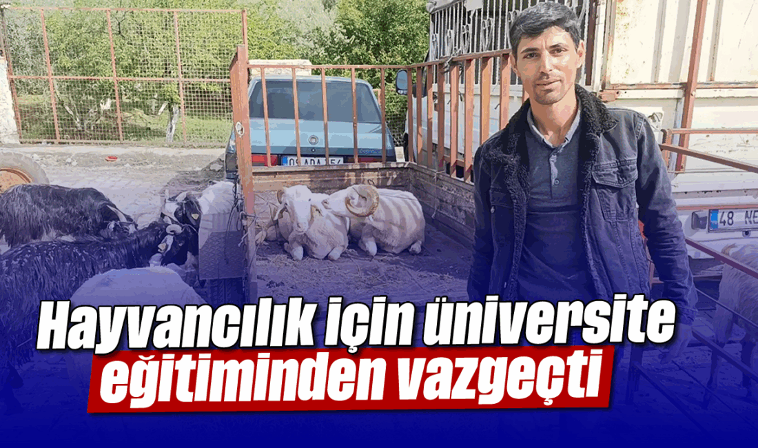 Aydın’da Hayvancılık Krizi: Ahmet Şen’in HikayesiHaberin BaşlıklarıAydın’da Hayvancılık Krizi: Ahmet