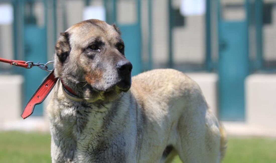 Kangal ve Akbaş Köpeklerinin Yetiştiriciliği: Karacabey Tarım İşletmesi’nde 700 Yıllık