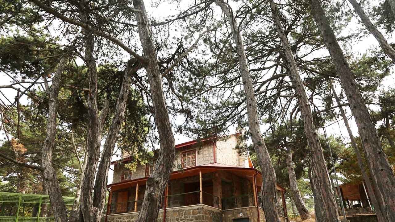Anıtsal Karaçam