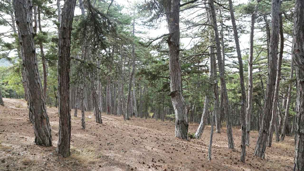 Karaçam Ağaçları