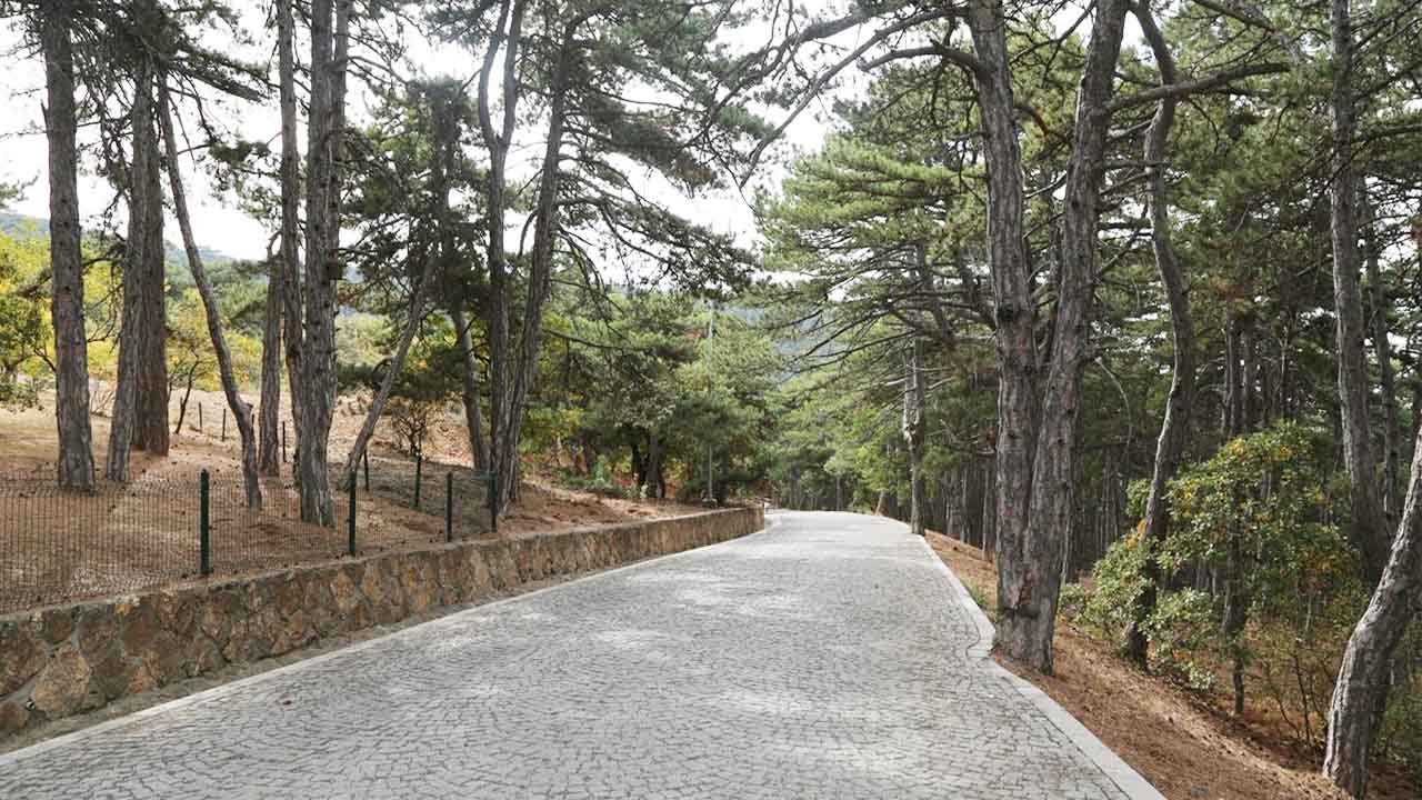 Karaçam Ormanı