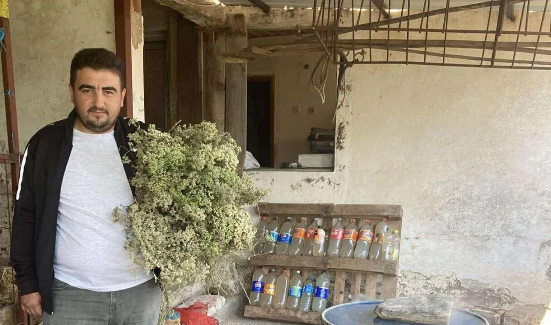 Kekik Suyu: Baharın Şifalı Doğal İksiri Yeniden GündemdeHaberin BaşlıklarıKekik Suyu: