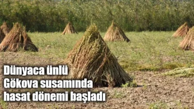 Dünyaca ünlü Gökova susamında hasat dönemi başladı