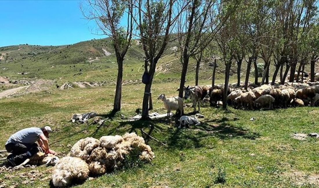 Erzincan’da Koyun Kırkım Sezonu Başladı Tercan’da Hayvancılıkta Yoğun Faaliyet Erzincan’ın