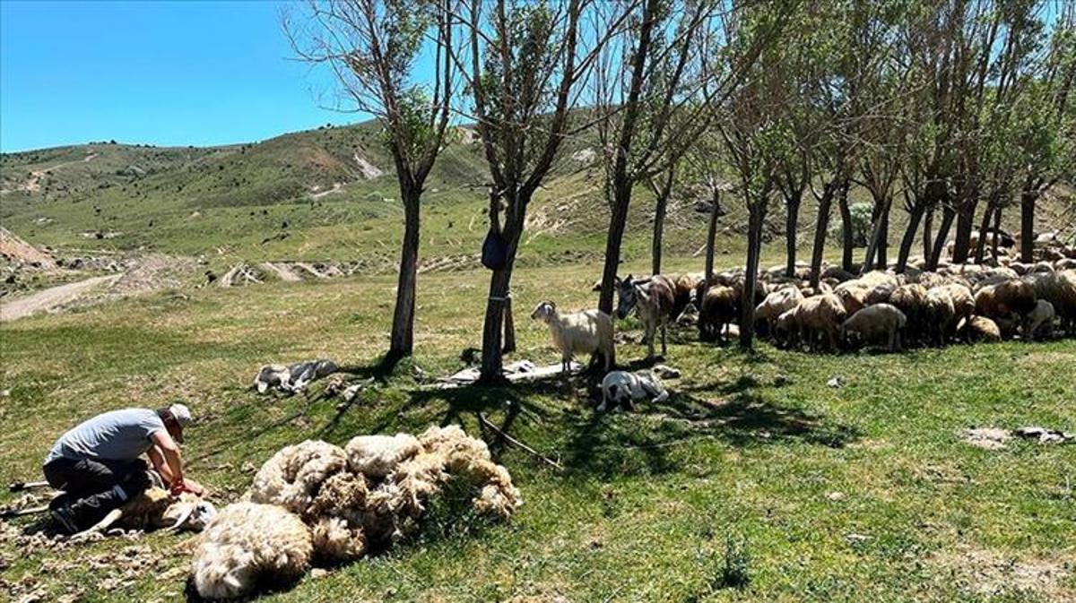 Erzincan’da Koyun Kırkım Sezonu Başladı Tercan’da Hayvancılıkta Yoğun Faaliyet Erzincan’ın