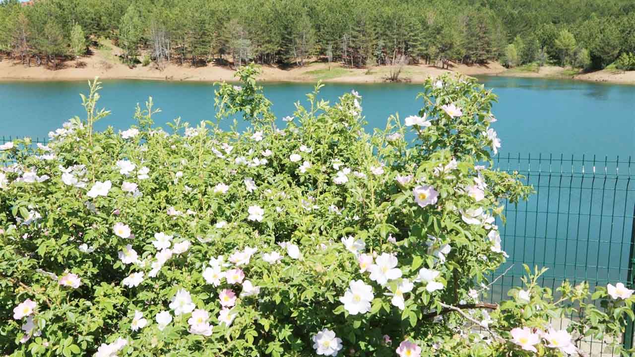 Yozgat Çamlığı