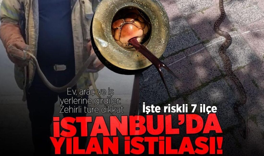 İstanbul’da Yılan İstilasının Artışı: 7 İlçede Görülen Yılanlar İstanbul’da yapılaşmanın