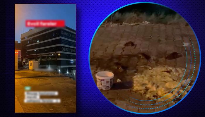 Reyap Hastanesi’nde Şok Edici Görüntüler: Fareler Bastı! İstanbul’daki Akılalmaz Skandal