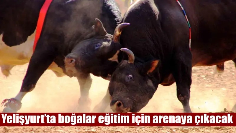 Yelişyurt’ta Boğalar Eğitime Arenada Start Verecek Boğa güreşi eğitimi için arenaya hazırlıklar