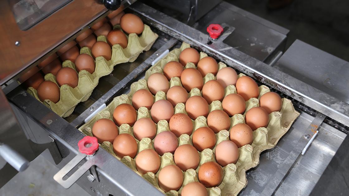 Yumurta Fiyatlarinda Dikkat Ceken Dusus Enflasyon ve Kurlar Etkili