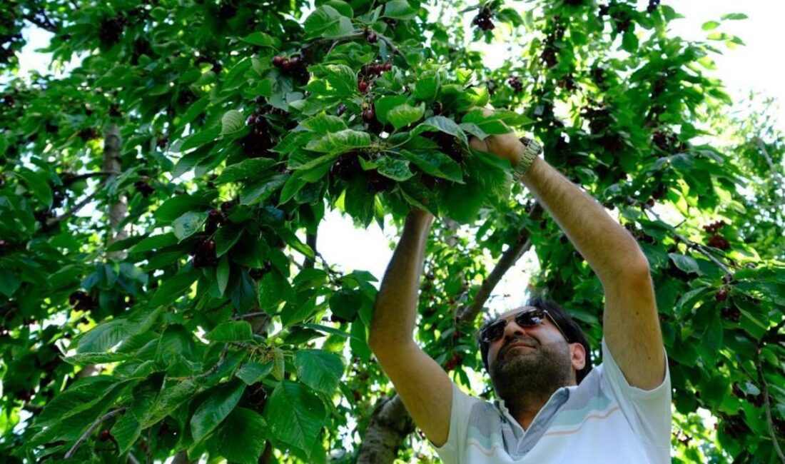 Son Dakika: Erzincan’da Kiraz Hasadı Başladı, Üreticilerin Yüzü Gülmedi Kiraz