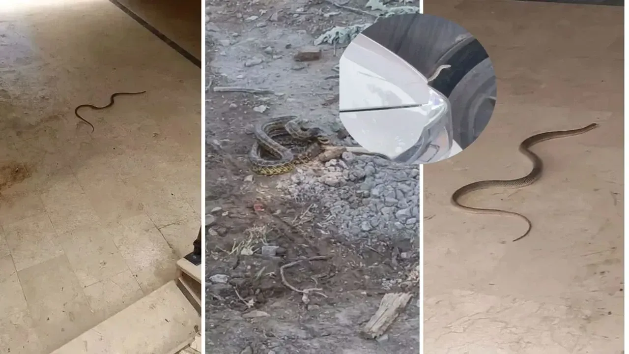 Son Dakika: Alanya’da Yılan Görüntüleri Endişe Yarattı Artan Sıcaklıklar Alanya’yı
