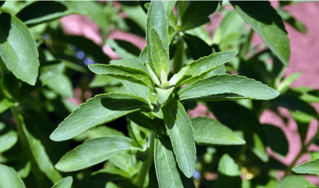 Japon Araştırmacılardan Pankreas Kanserine Umut: Stevia Bitkisi Stevia Bitkisi Nedir?