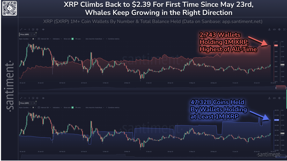 XRP Balina Verileri
