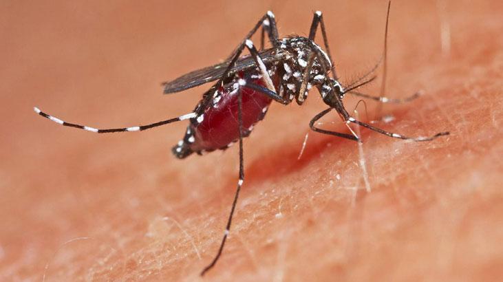 Guangdong Eyaletinde Chikungunya Virüsü Vakalarında Artış Foşan Kentindeki Vaka Sayısı