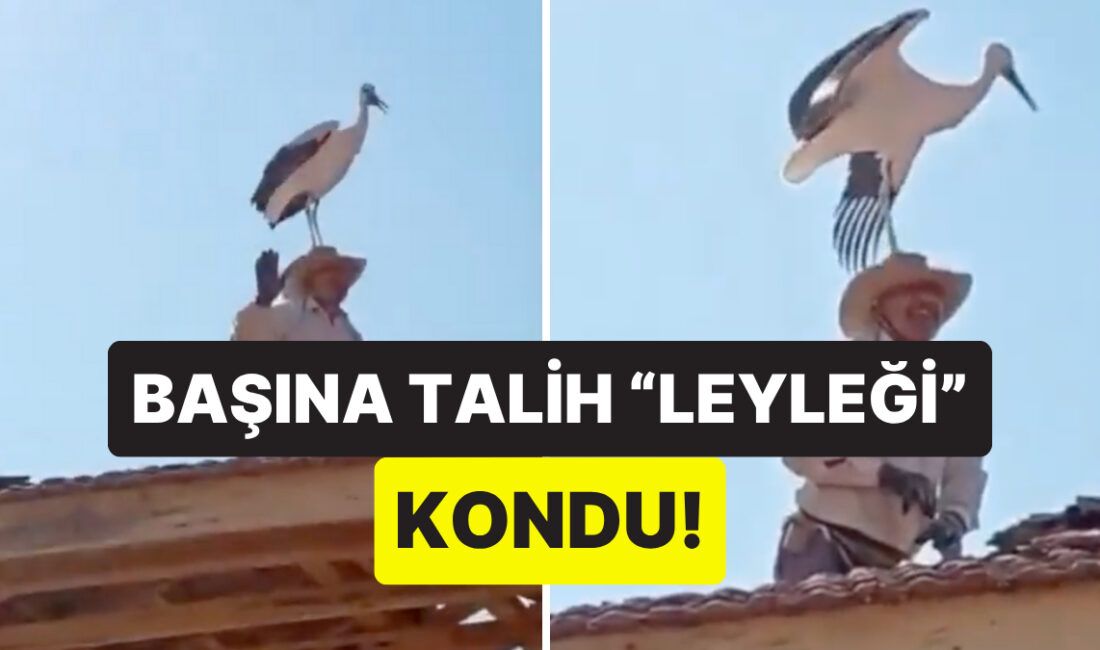 Flaş Gelişme: Çorum’da Usta ile Leylek Arasında Eğlenceli Anlar Çorum’da