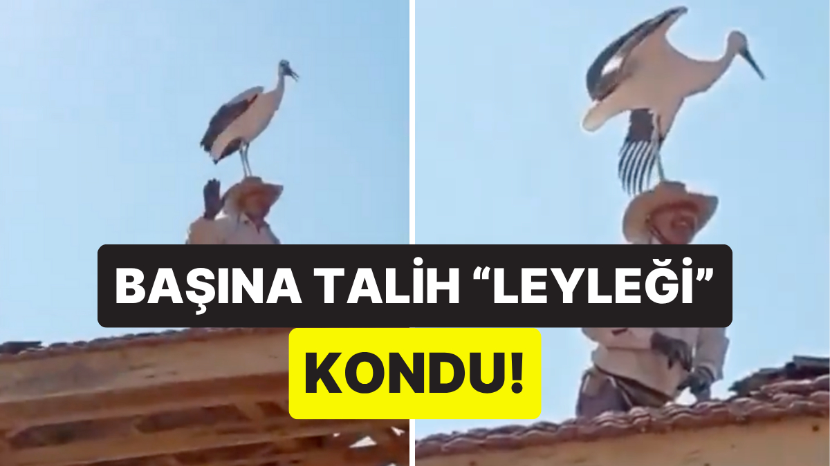 Flaş Gelişme: Çorum’da Usta ile Leylek Arasında Eğlenceli Anlar Çorum’da