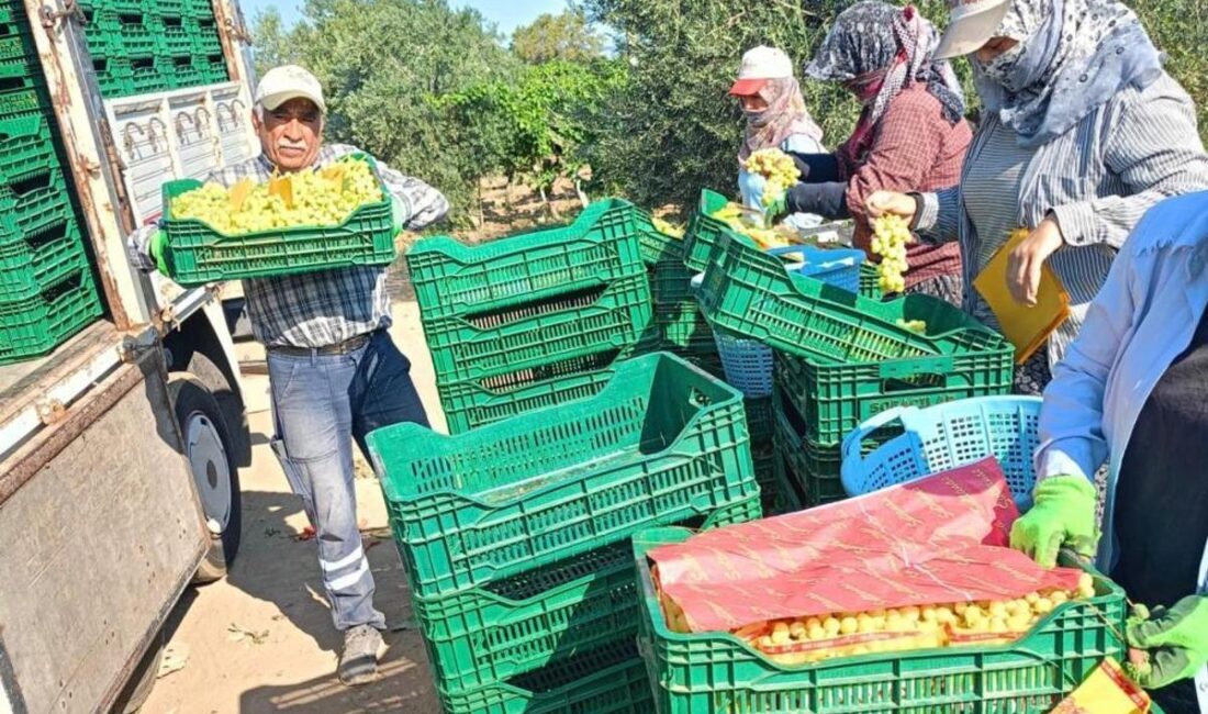Flaş Gelişme: Üzüm Hasadı Başladı ve Tarım İşçileri İçin Yeni