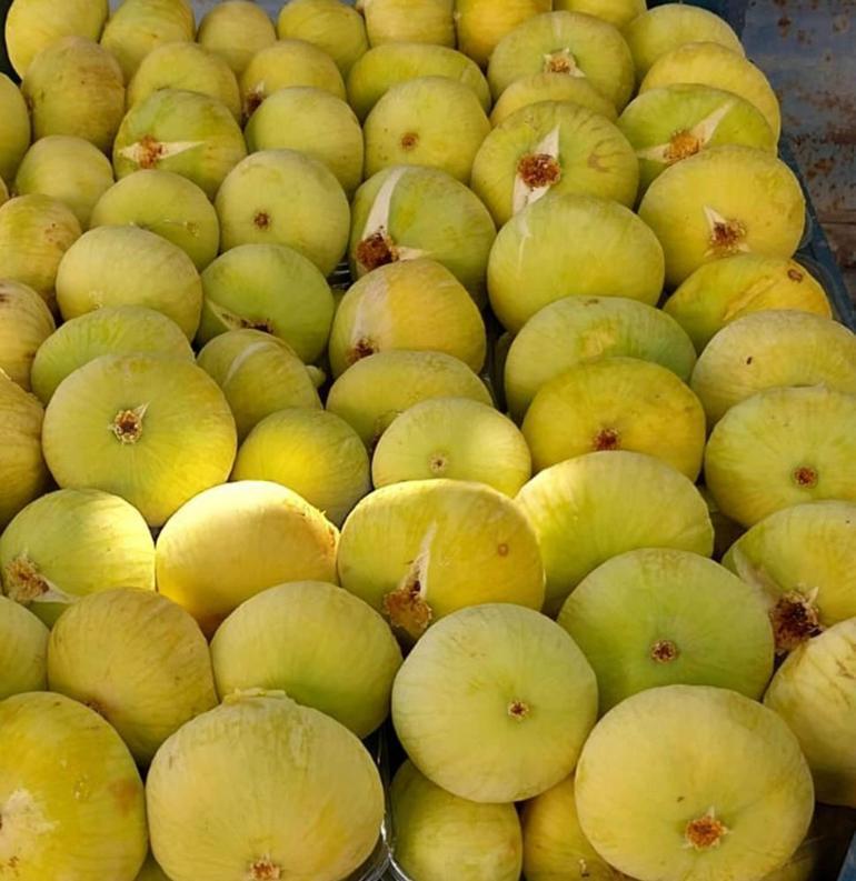 Damak çatlatan lezzette hasat başladı Fiyatlar 200 liradan 80 liraya kadar düştü
