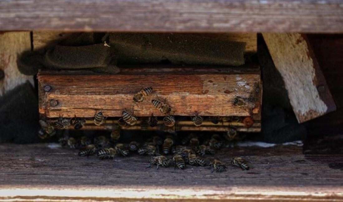 Arı Havası ile Gelen Şifa: 4 Günde Dönüşüm Arı Havasının