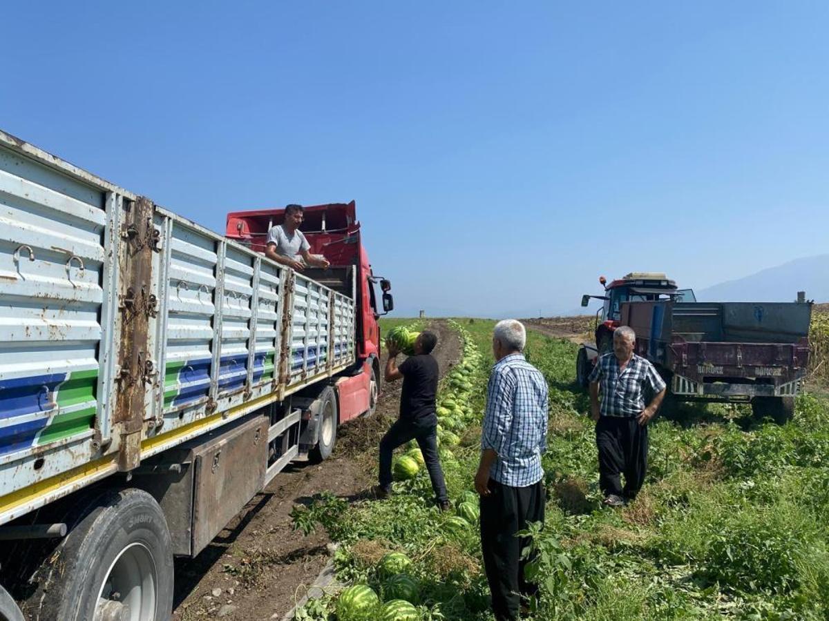 Son Dakika Tarlada Fiyatlar 1 Liraya Dustu Ciftci Zararini Simdi