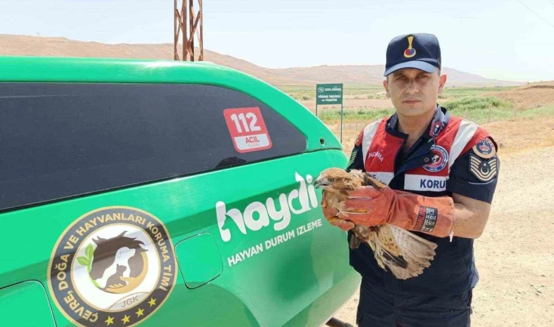 Beşiri’de Yaralı Şahin Kurtarıldı Jandarma Ekipleri Doğada Yaralı Bir Şahin