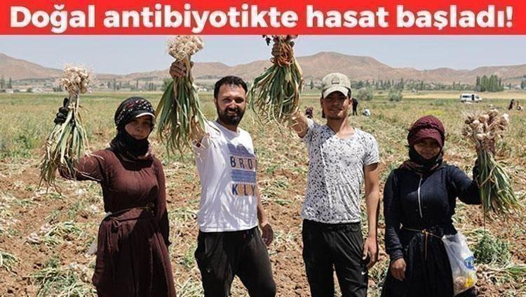 Doğal Besinlerle Sağlığınızı Güçlendirin: Çay, Sarımsak ve Diğer Süper Gıdalar