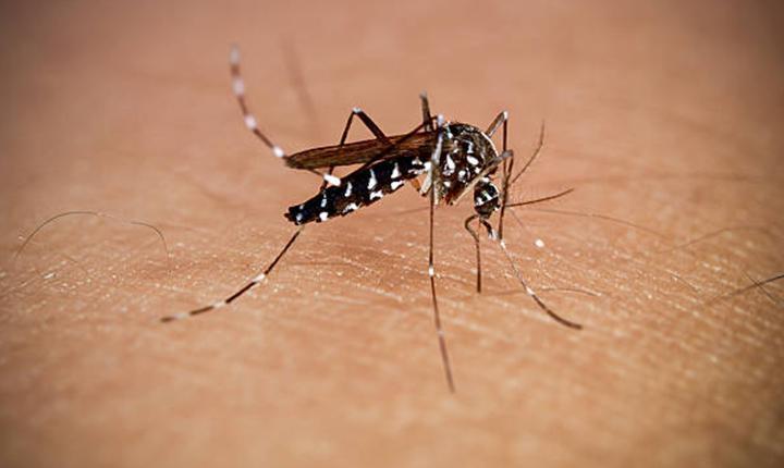 Foşan’da Chikungunya Virüsü Vakalarında Artış: Tehlike Sürüyor Chikungunya Virüsü Nedir?