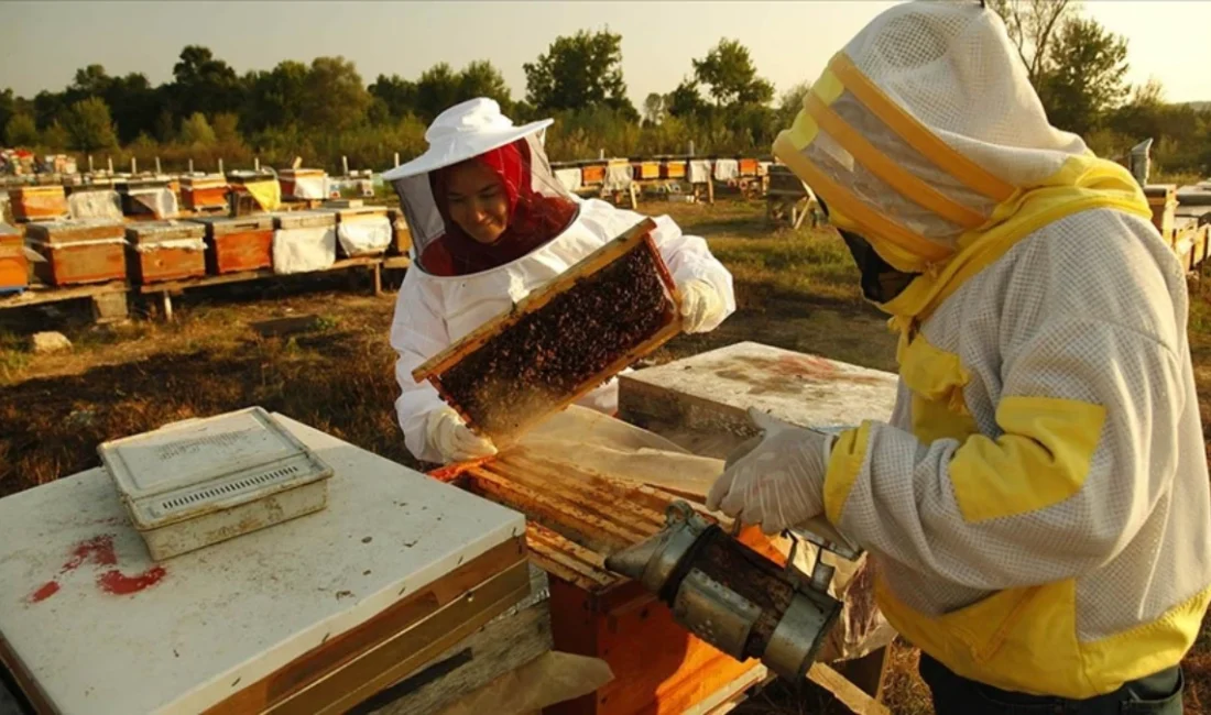 Enflasyon ve İthalat: Doğu Karadeniz’den 1,2 Milyon Dolar Bal İhracatı
