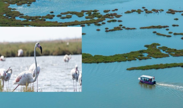 Flaş Gelişme: İzmir’de Flamingo Yolu Tekne Turları Yeniden Başladı İzmir