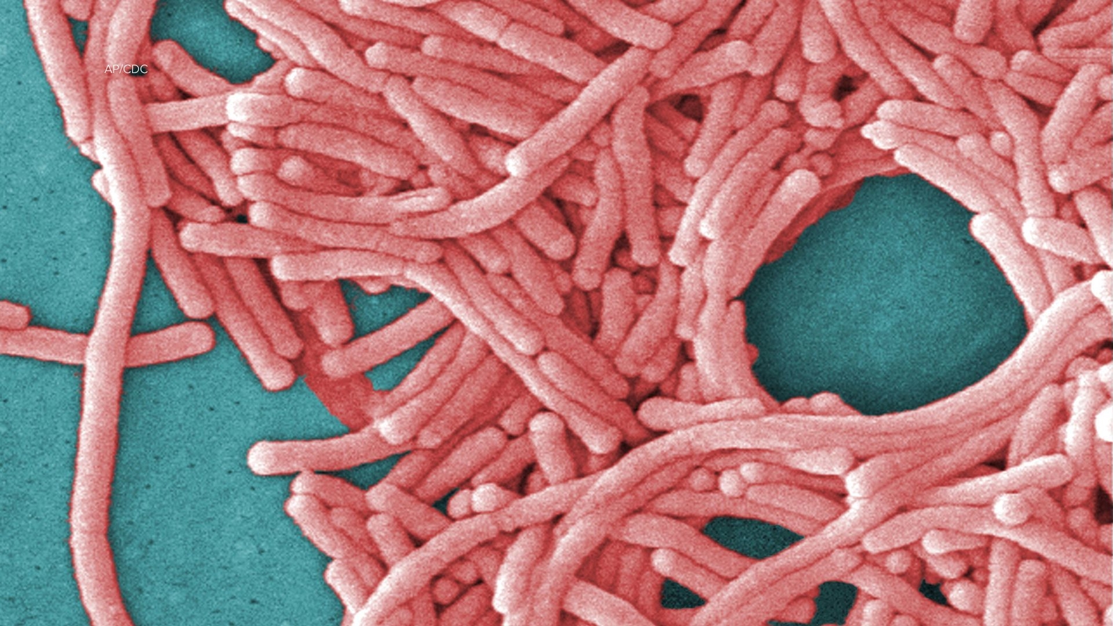 Harlem’de Legionnaires Hastalığı Salgını: İki Kişi Hayatını Kaybetti Legionnaires Hastalığı