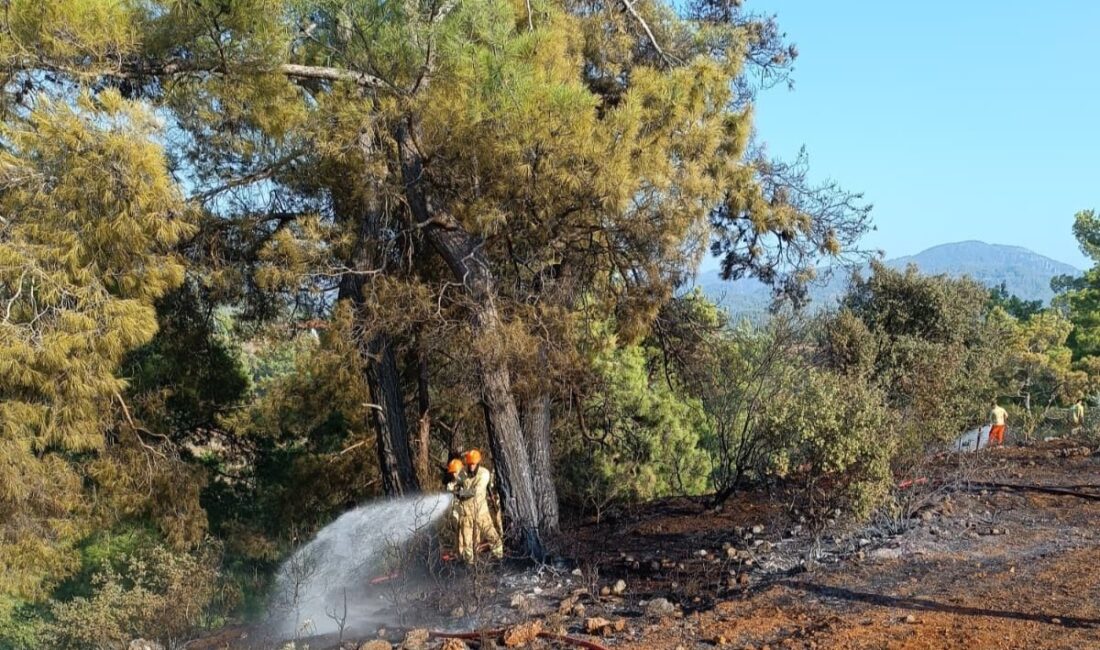 Köyceğiz’de Kuş Çarpması Sonrası Orman Yangını Kontrol Altına Alındı Yangının