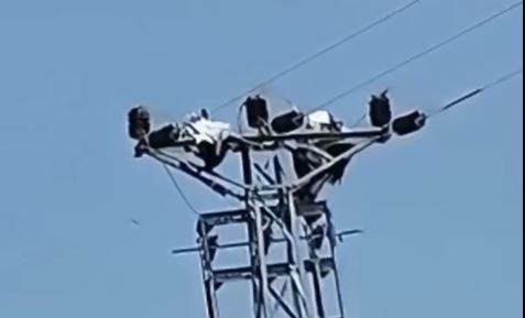 Toprakkale’de Leylekler Yüzünden Elektrik Kesintileri Yaşanıyor Elektrik Kesintilerinin Sebebi Leylekler