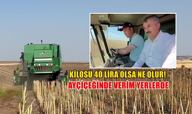 Flaş Gelişme: Edirne’de Ayçiçeği Hasatında Kuraklık Etkisi Kuraklık Nedeniyle Verim