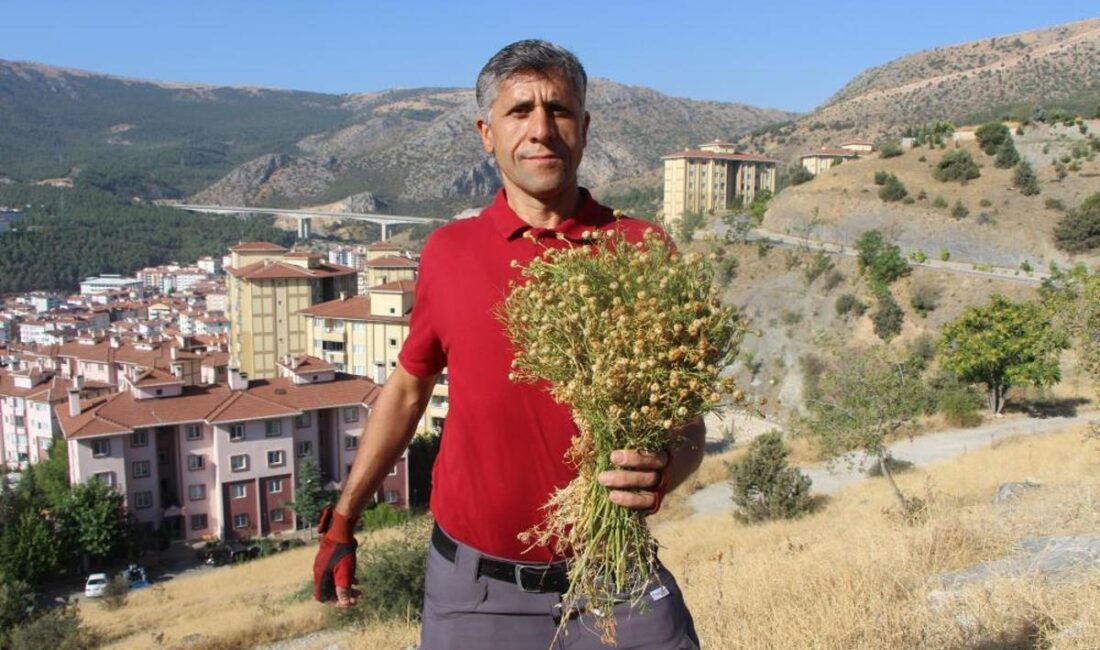 Flaş Gelişme: Üzerlik Otu Dağların Zirvesinde Gelir Kapısı Oldu Üzerlik