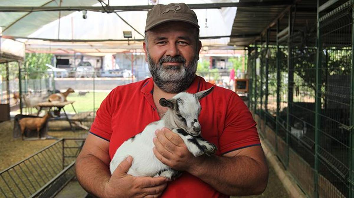 Son Dakika: Keçilerin Poşet Macerası Gülümsetti Duraliler Mahallesi’nde Sıradışı Bir