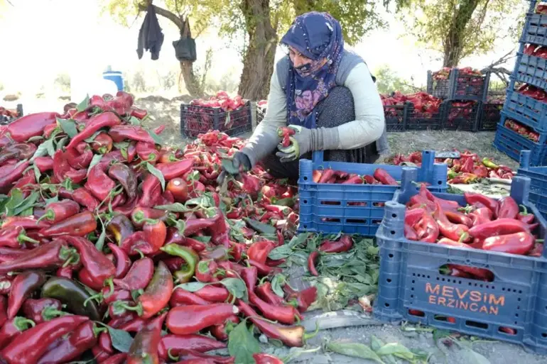 Akyazı Tarım Projesi