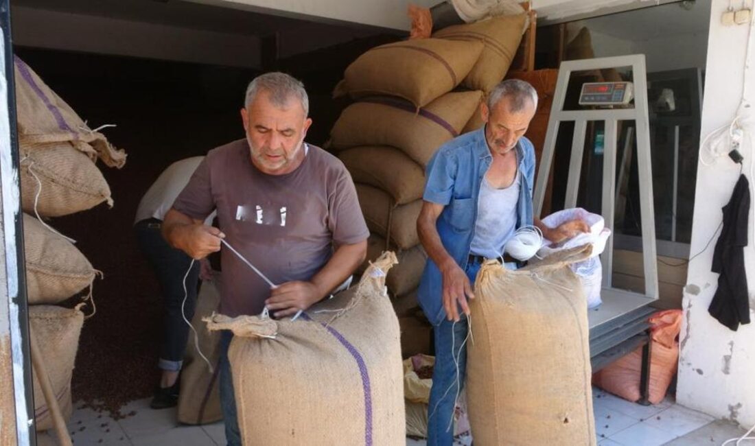 Flaş Gelişme: Fındık Fiyatları Yüzde 50 Artış Gösterdi Kritik Gelişme: