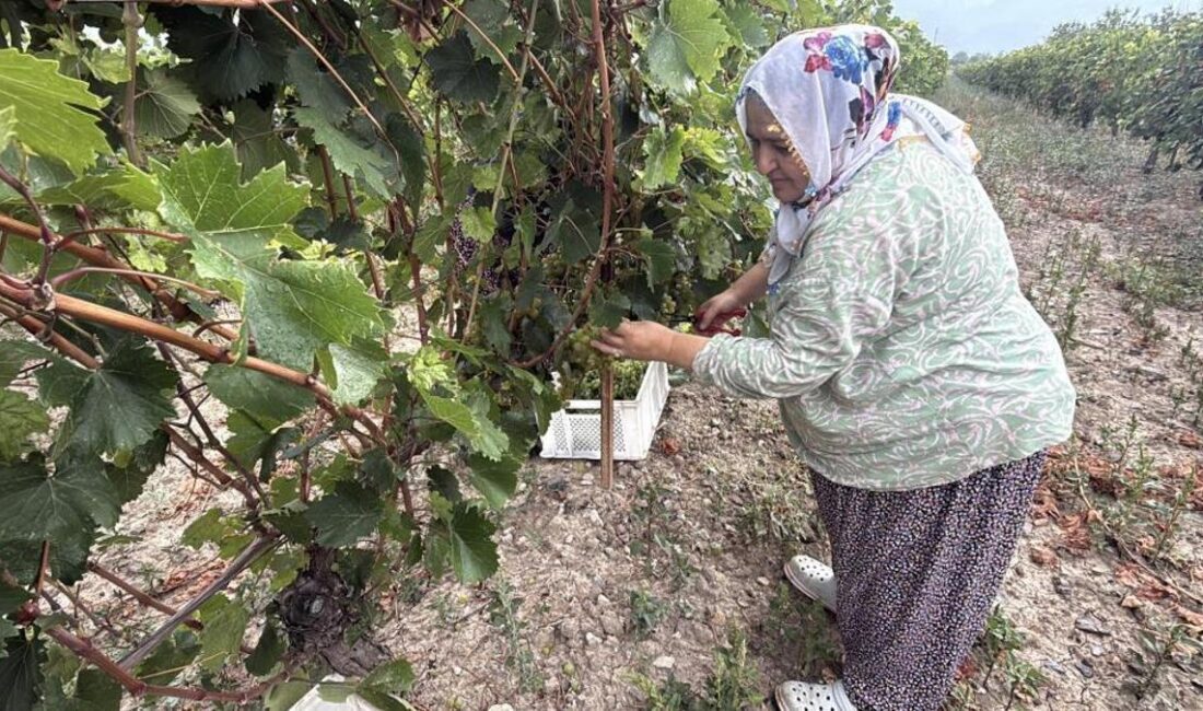 Gündem: Narince Üzüm Hasadı Başladı, Rekolte Yüzde 80 Düştü Son