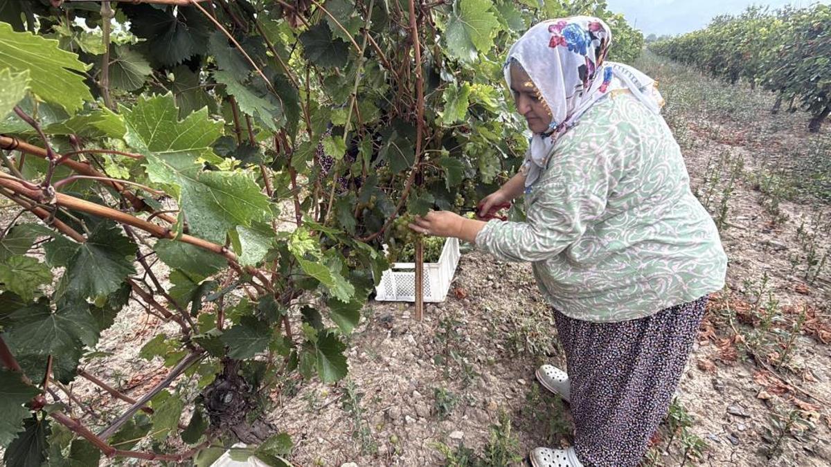 Son Dakika Zirai Don Vurdu Rekolte Yuzde 80 Dustu Fiyatlar