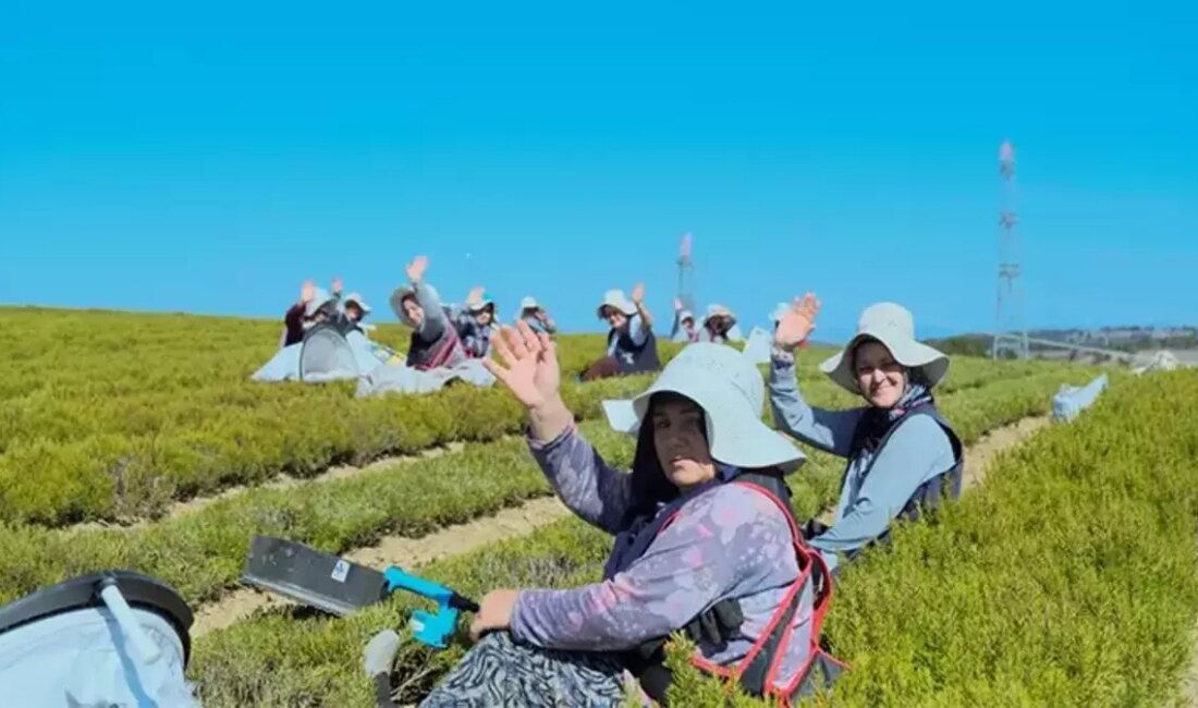 Gündem: Kocaeli’de Tıbbi ve Aromatik Bitki Yetiştiriciliği Projesi Hasat Başladı