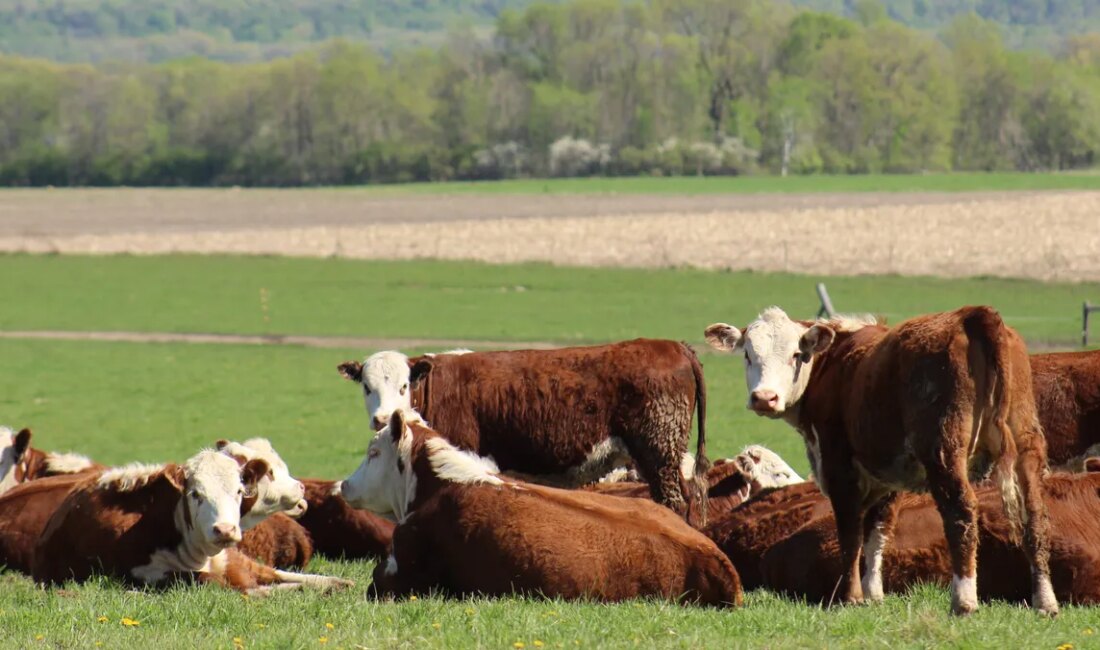 Global Flaş: Bugün Et Fiyatları Artıyor – Analiz ve İstatistikler Trump, Sığır Eti Fiyatlarını Düşürmek İçin Cattle Rancher’ları Uyarıyor Sığır