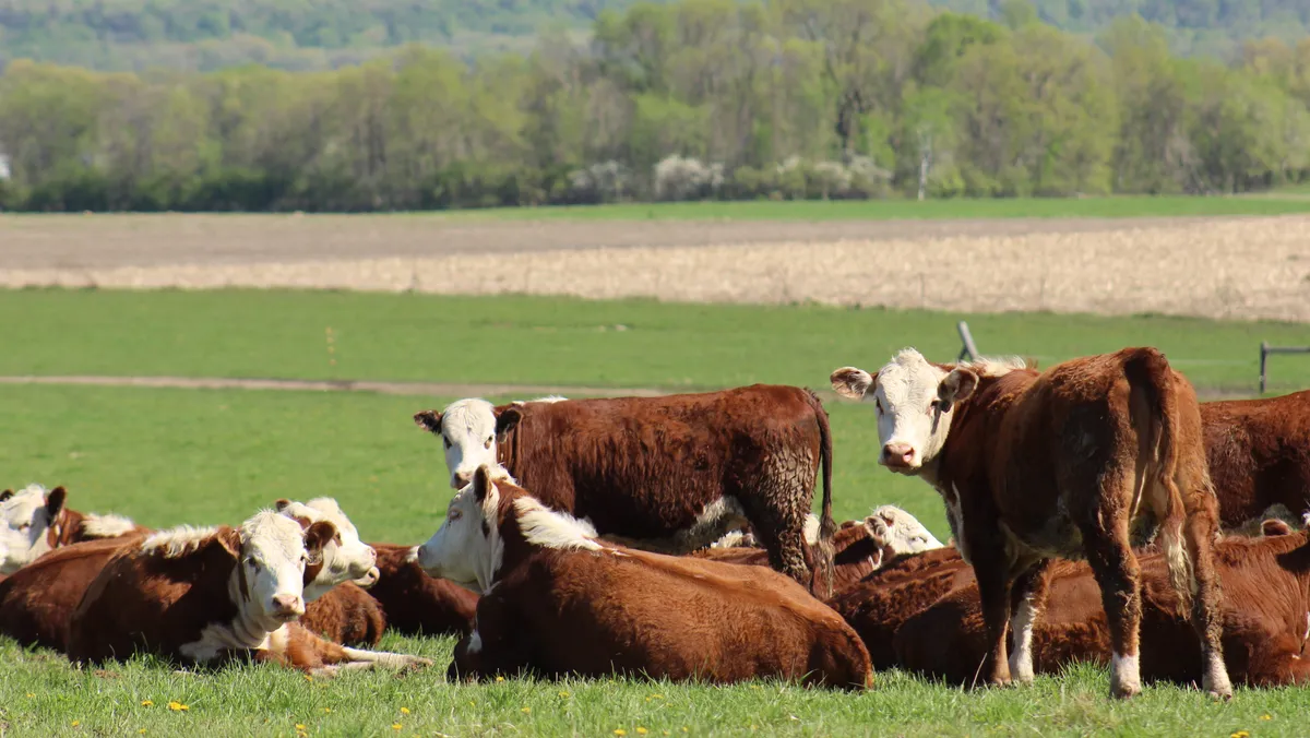 Trump, Sığır Eti Fiyatlarını Düşürmek İçin Cattle Rancher’ları Uyarıyor Sığır